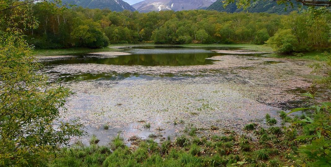 Algae growing on lake